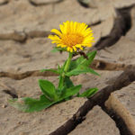 Fiore emerge tra l'asfalto e le rocce, metafora di resilienza