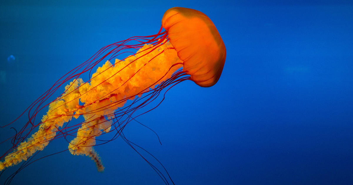Le meduse hanno gli occhi? Domande Impossibili Le meduse hanno gli occhi? Domande Impossibili
