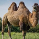 Un cammello in tutto il suo splendore