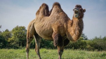 Un cammello in tutto il suo splendore