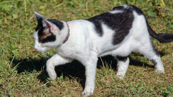 I Gatti Hanno 7 O 9 Vite