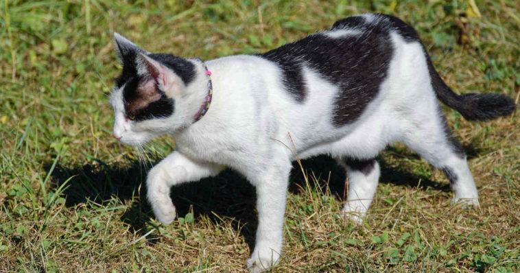 Gatto con borsa primordiale