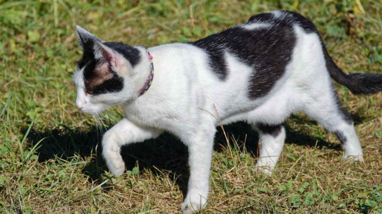 Gatto con borsa primordiale