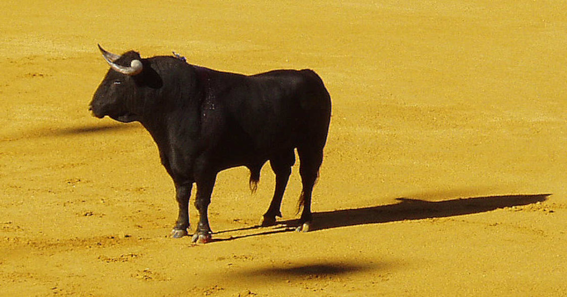 Cos'è la taurina? Da dove viene?