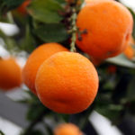 Dei chinotti attaccati all'albero