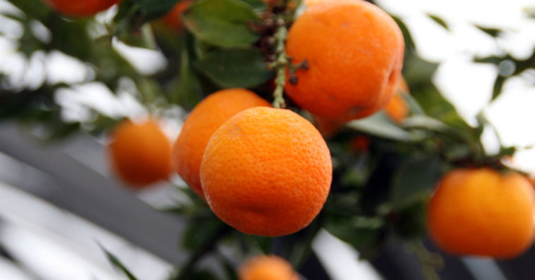 Dei chinotti attaccati all'albero