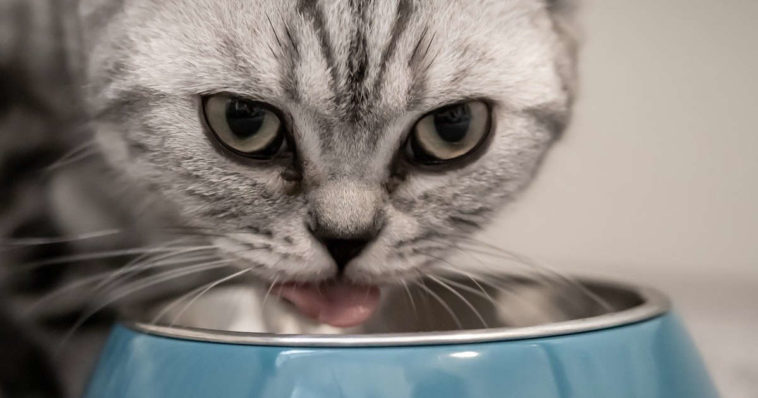 Gatto beve della ciotola