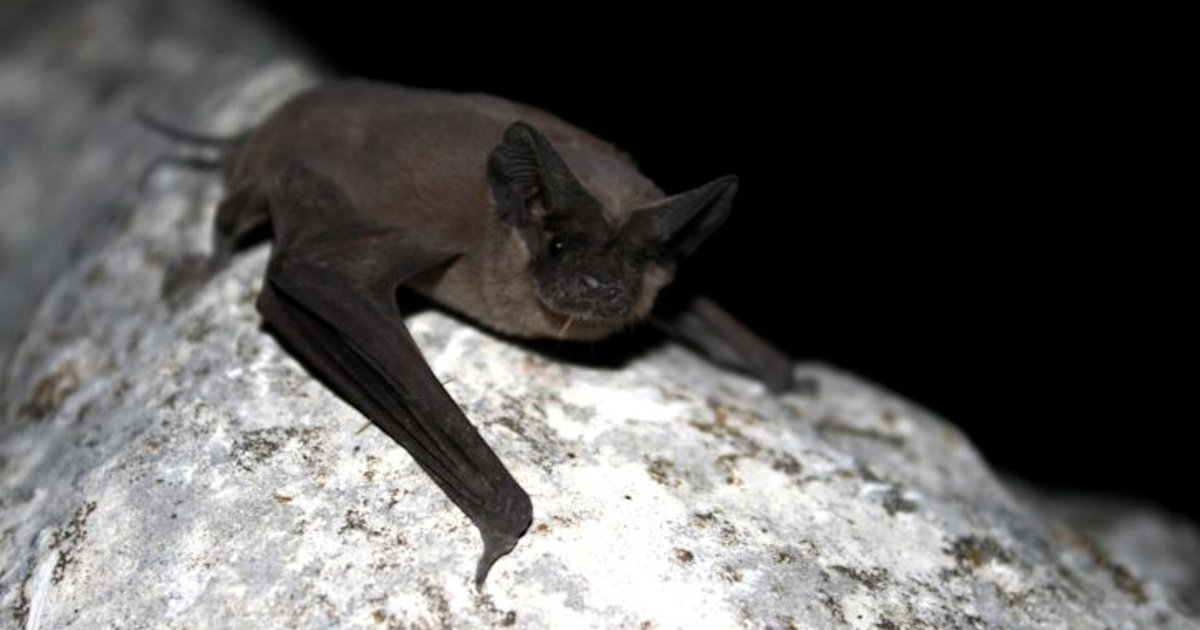 Un pipistrello