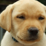 Un cucciolo puccioso