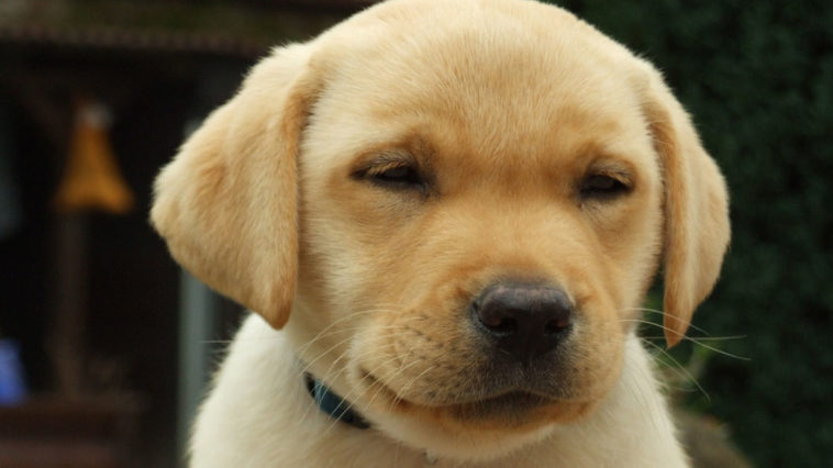 Un cucciolo puccioso