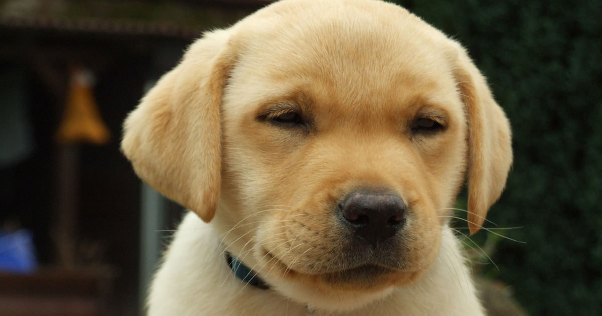 Un cucciolo puccioso