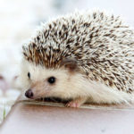 Piccolo riccio carino