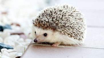 Piccolo riccio carino