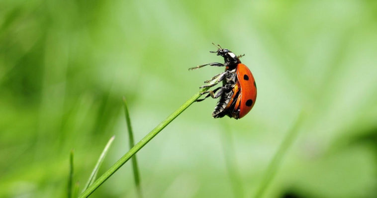 Una coccinella