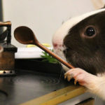 Un criceto in cucina con un cucchiaio di legno