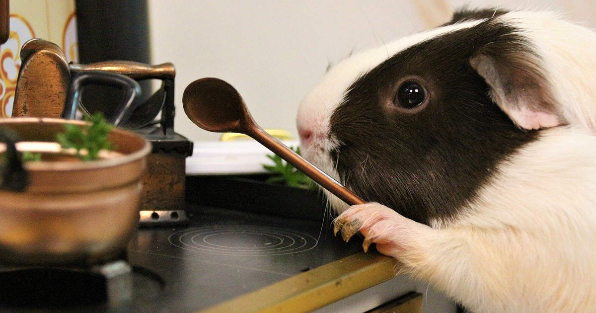 Un criceto in cucina con un cucchiaio di legno